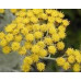 Alteya Organics - Økologisk Helichrysum Olie